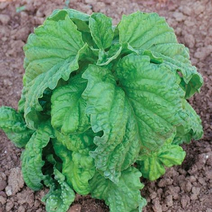 Picture of Organic Basil Lettuce Leaf